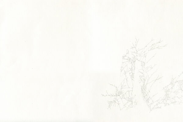 forest for the trees II, 2018  |   pencil on paper